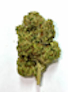 HG-Peacemaker (1/8) - Sativa