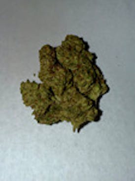 TRUFORIA - Double Solo Burger Flower (1/8) - SATIVA