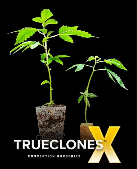 Casa Blanca | Conception Nurseries - Hardened Off Clone