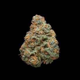Berry Cream Puff (I-H)