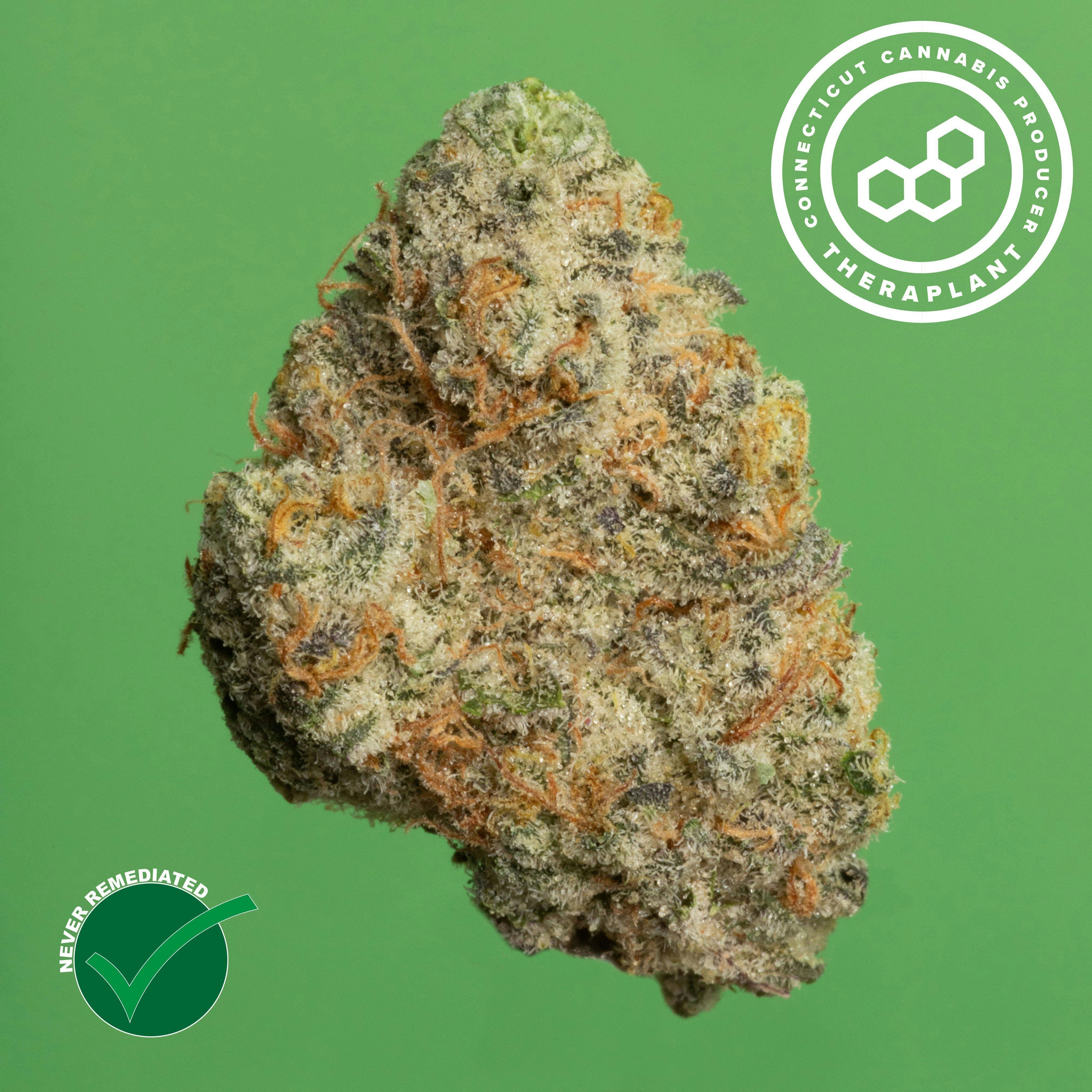 Theraplant - Gas Face (H) Flower C0040002017 at Fine Fettle - Bristol Dispensary