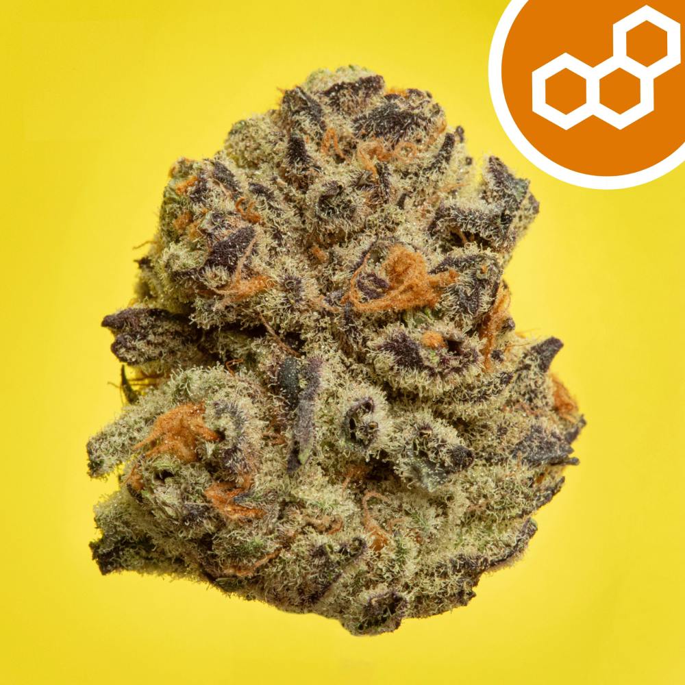 Theraplant - Pinyatti (S) Flower C0040001686
