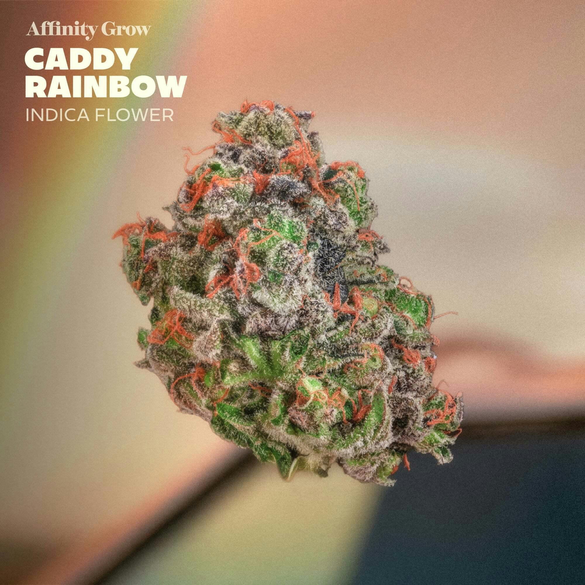 Affinity Grow - Caddy Rainbow (I) Flower C0090001013