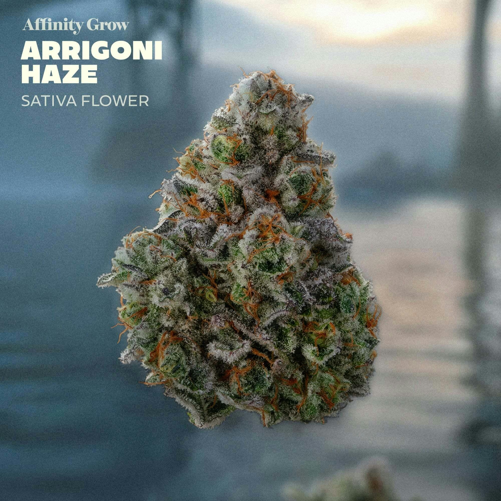 Affinity Grow - Arrigoni Haze (S) Flower C0090001003