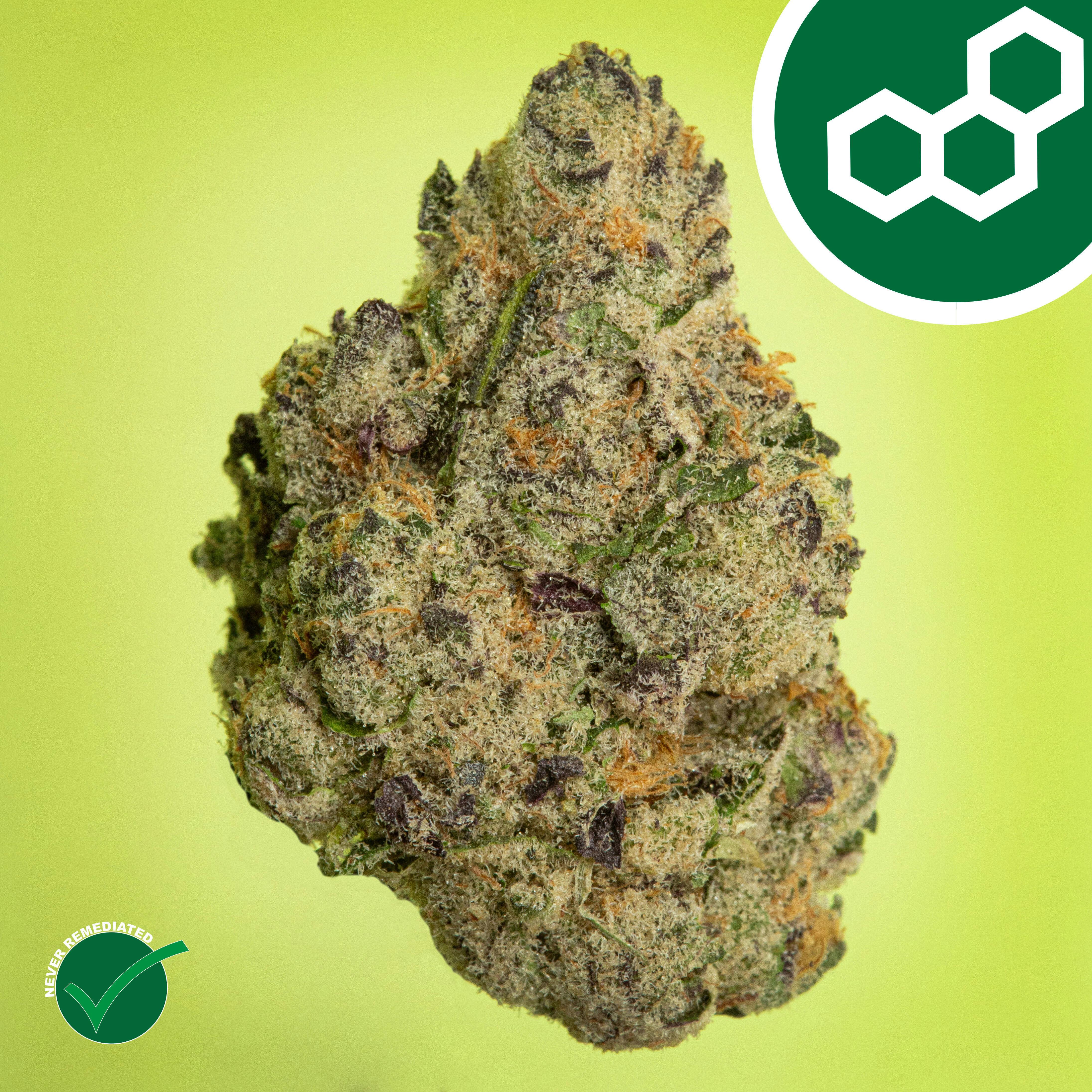 Theraplant - Pink Certz (H) Flower C0040001536 at Fine Fettle - Bristol Dispensary