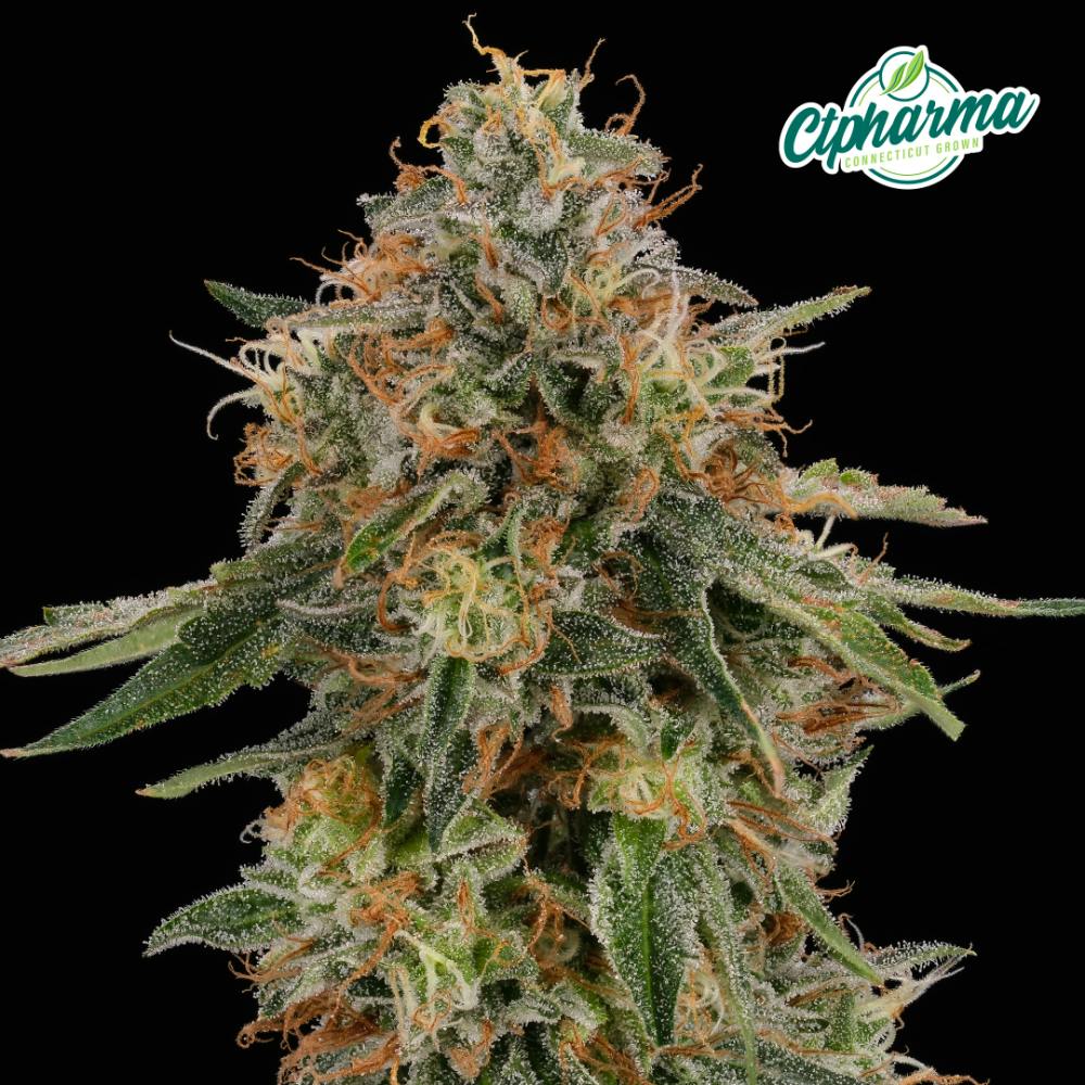 CTPharma - Melonade (H) Flower C0020027476