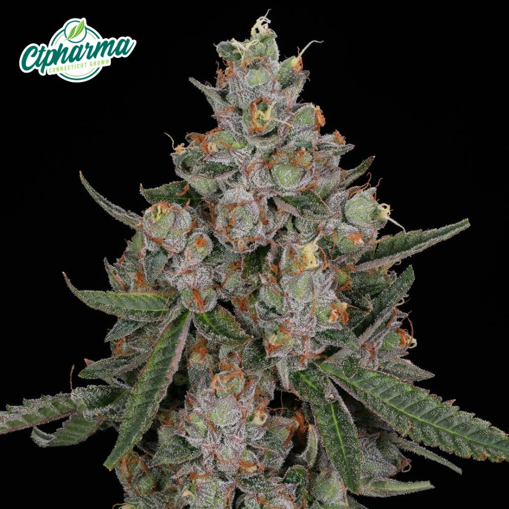 CTPharma - Tuscan Gelato (H) Flower C0020027436