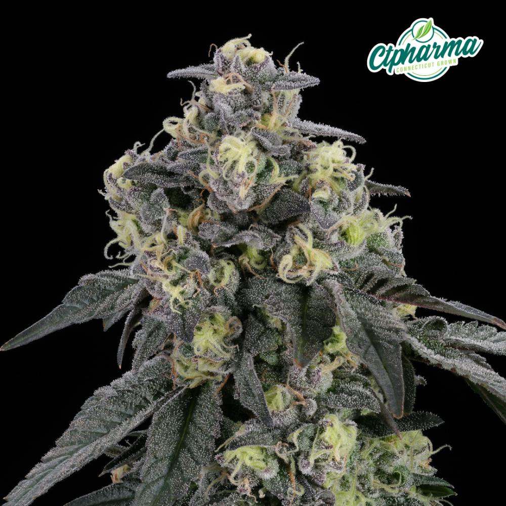 CTPharma - Gush Mintz (I) Flower C0020027452