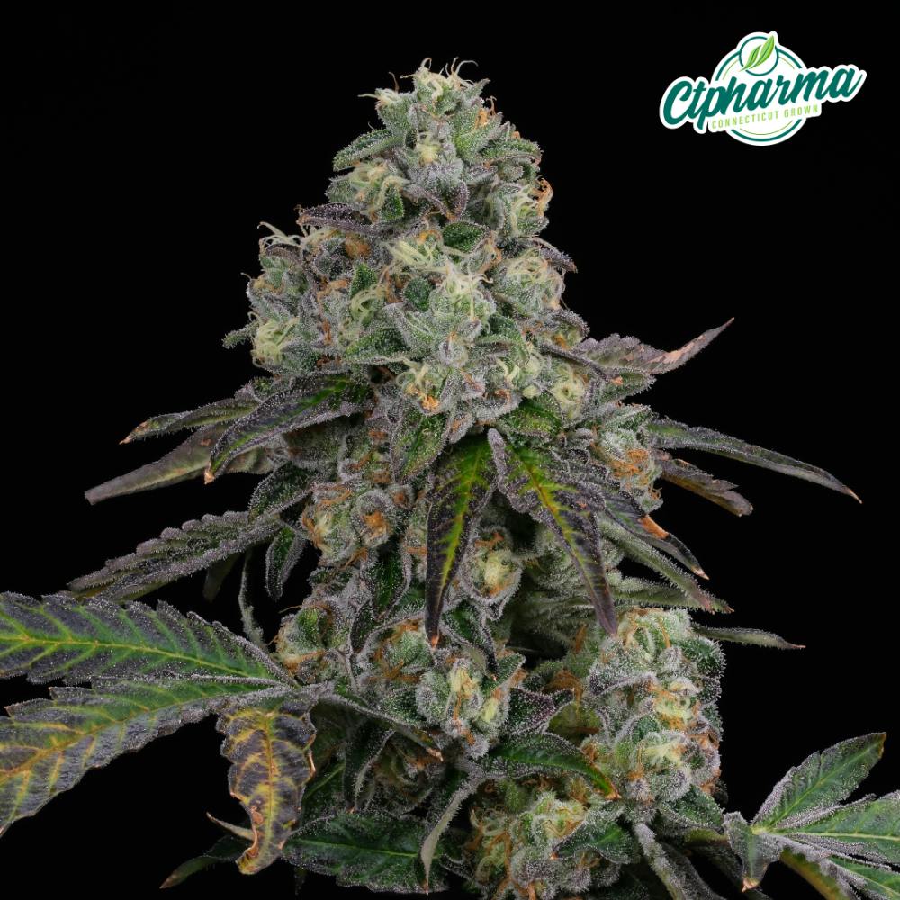 CTPharma - E85 (S) Flower C0020027433