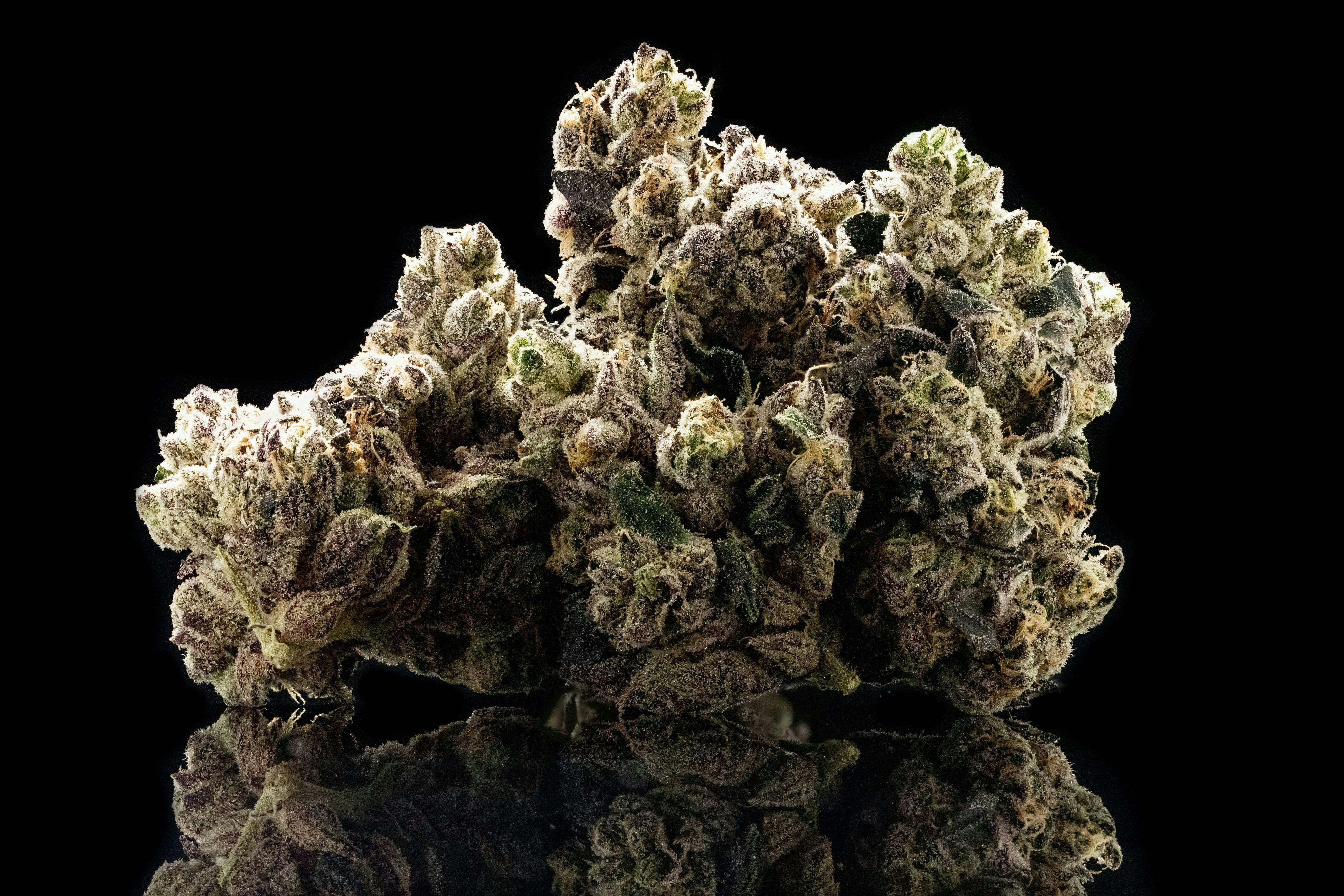 Pearl Pharma: Sour Cheese
