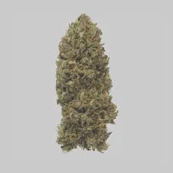 Maggie's Organic I Orange Cookie Kush I H I Flower