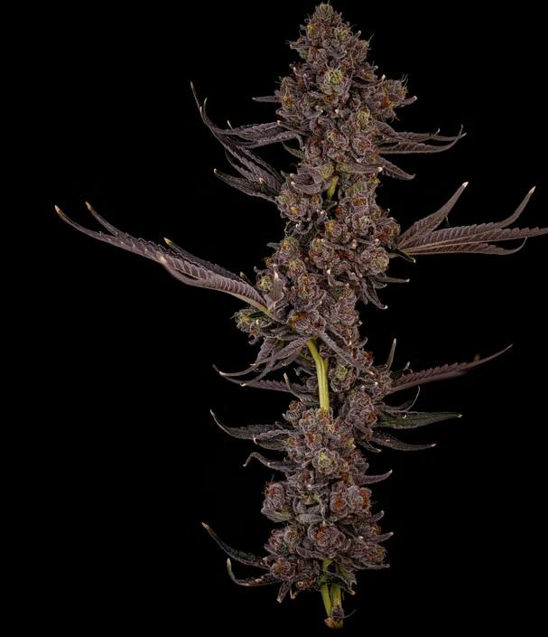 HighFuel | 3.5g Prepacked