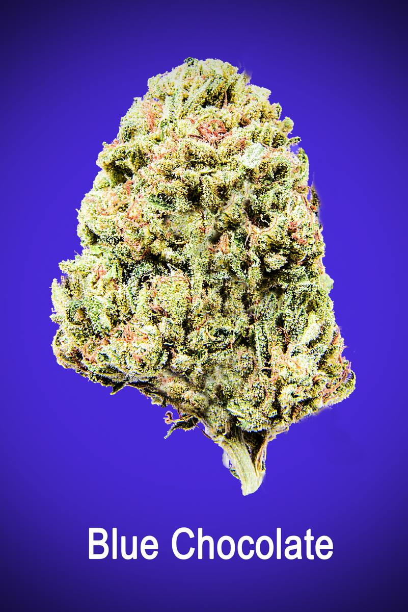 Maggie's Organic | Blue Chocolate | H | Loose Flower