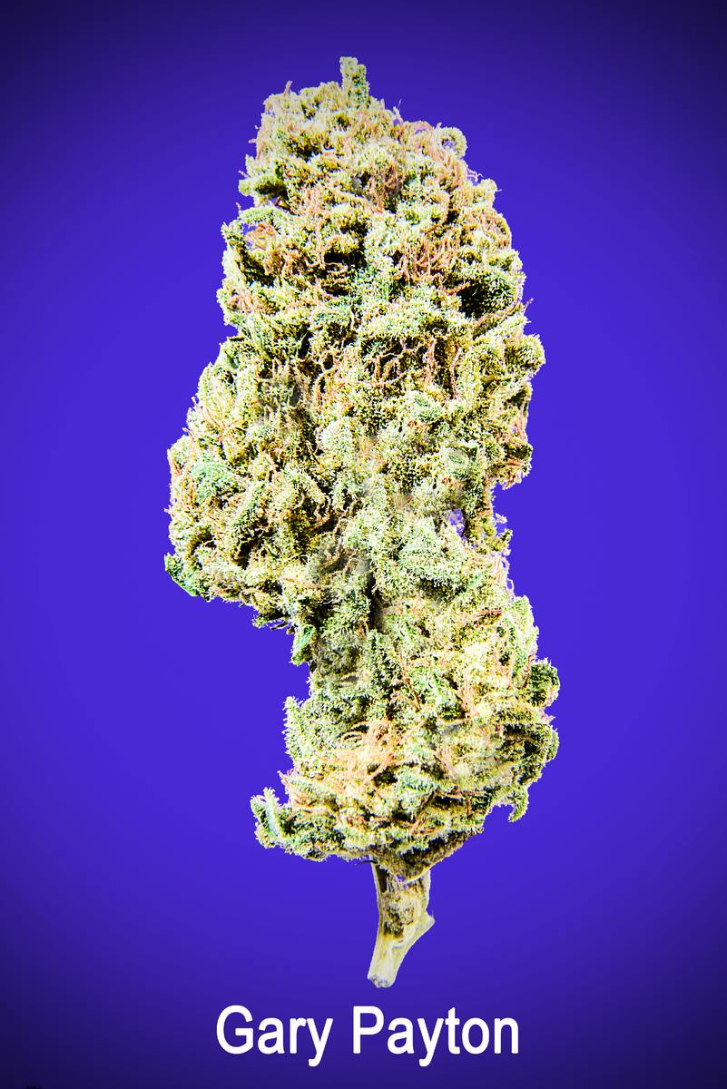 Maggie's Organic | Gary Payton | H | Loose Flower