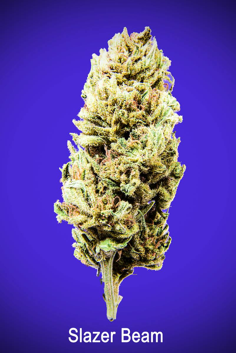 Maggie's Organic | Slazerbeam S | Loose Flower