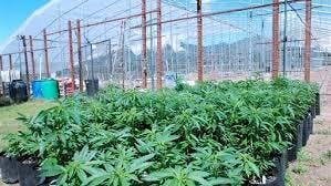 Lunch Money: By Left Coast Standard