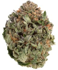 1964 - Organic Comatose 1g - Organic Comatose 1g