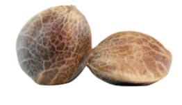Seeds