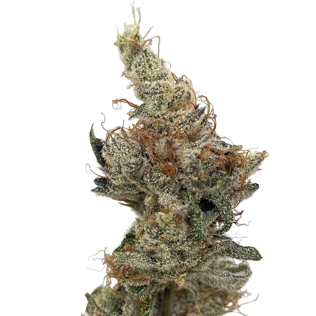 Sour Animal