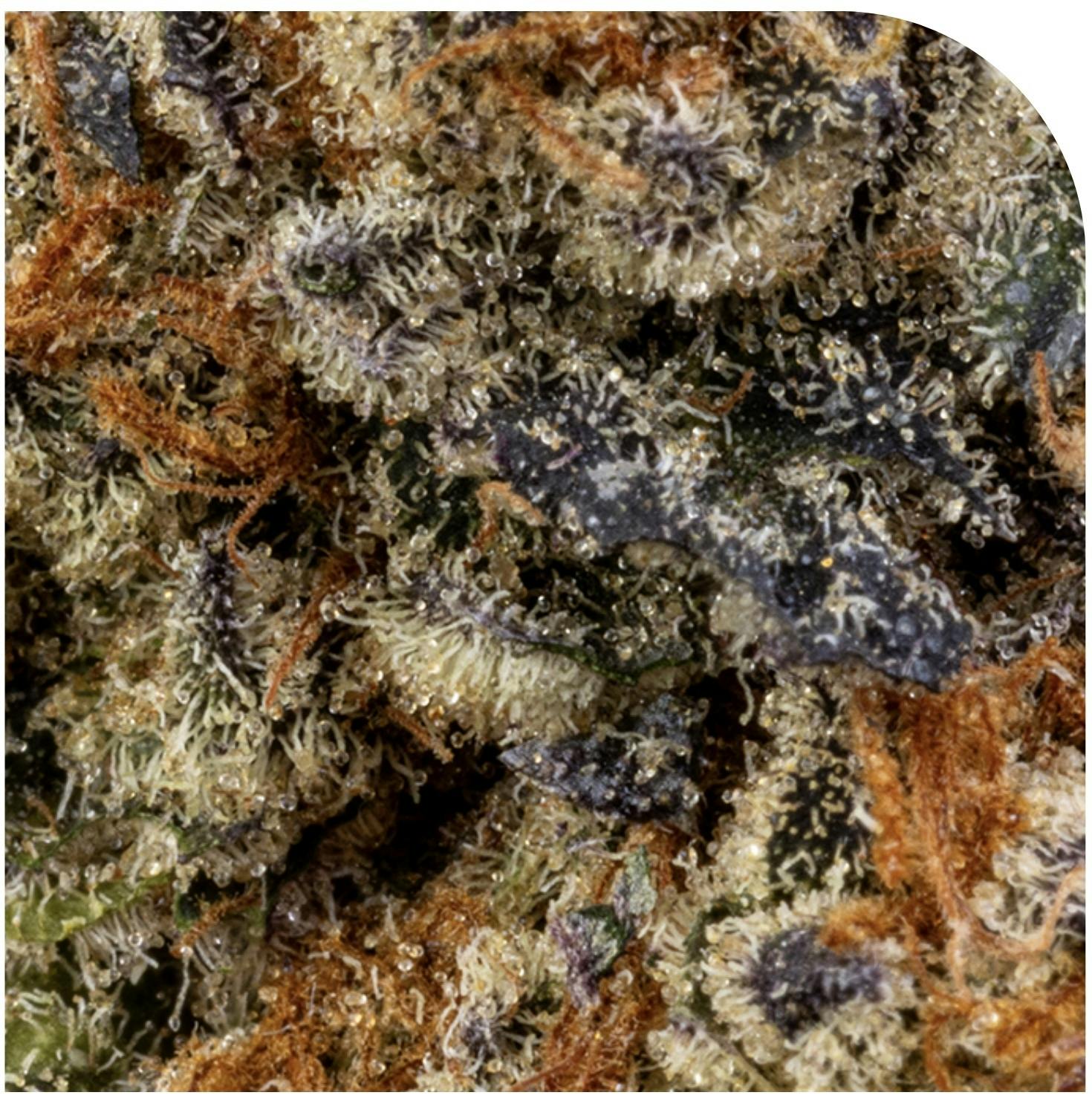 Creamsicle Buds