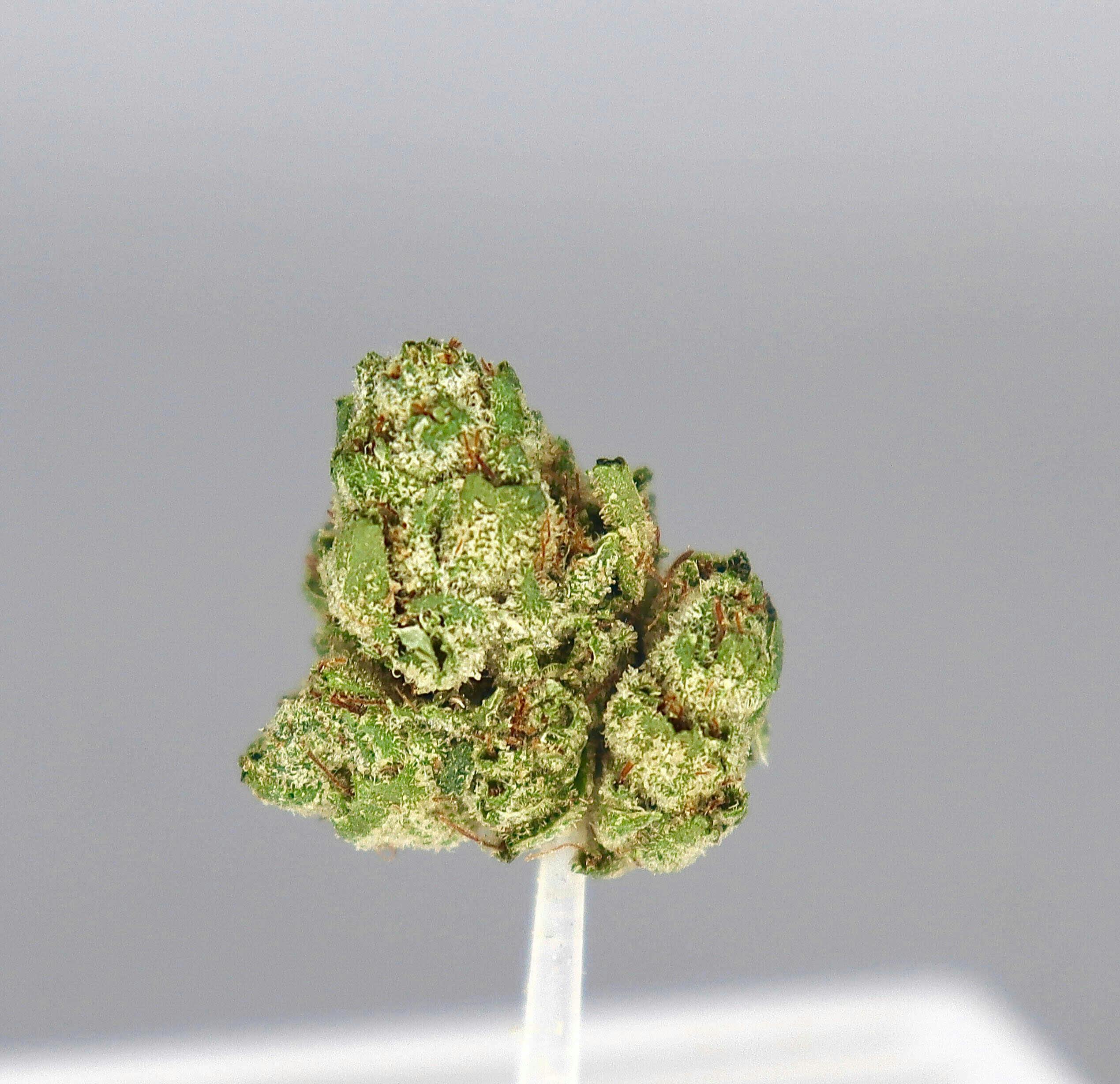 Revo Group - — King Louie OG