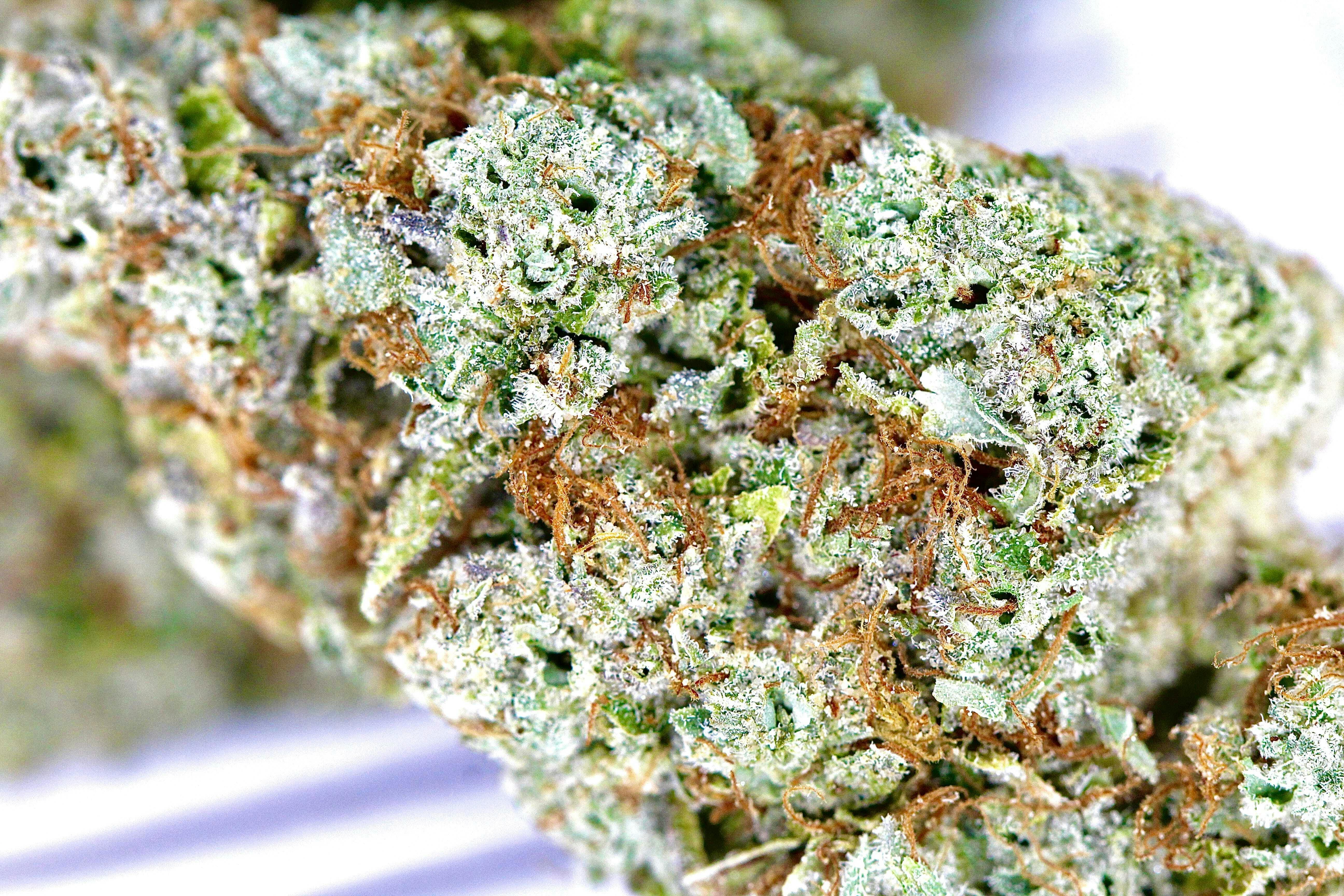 Revo Group - — Alien OG