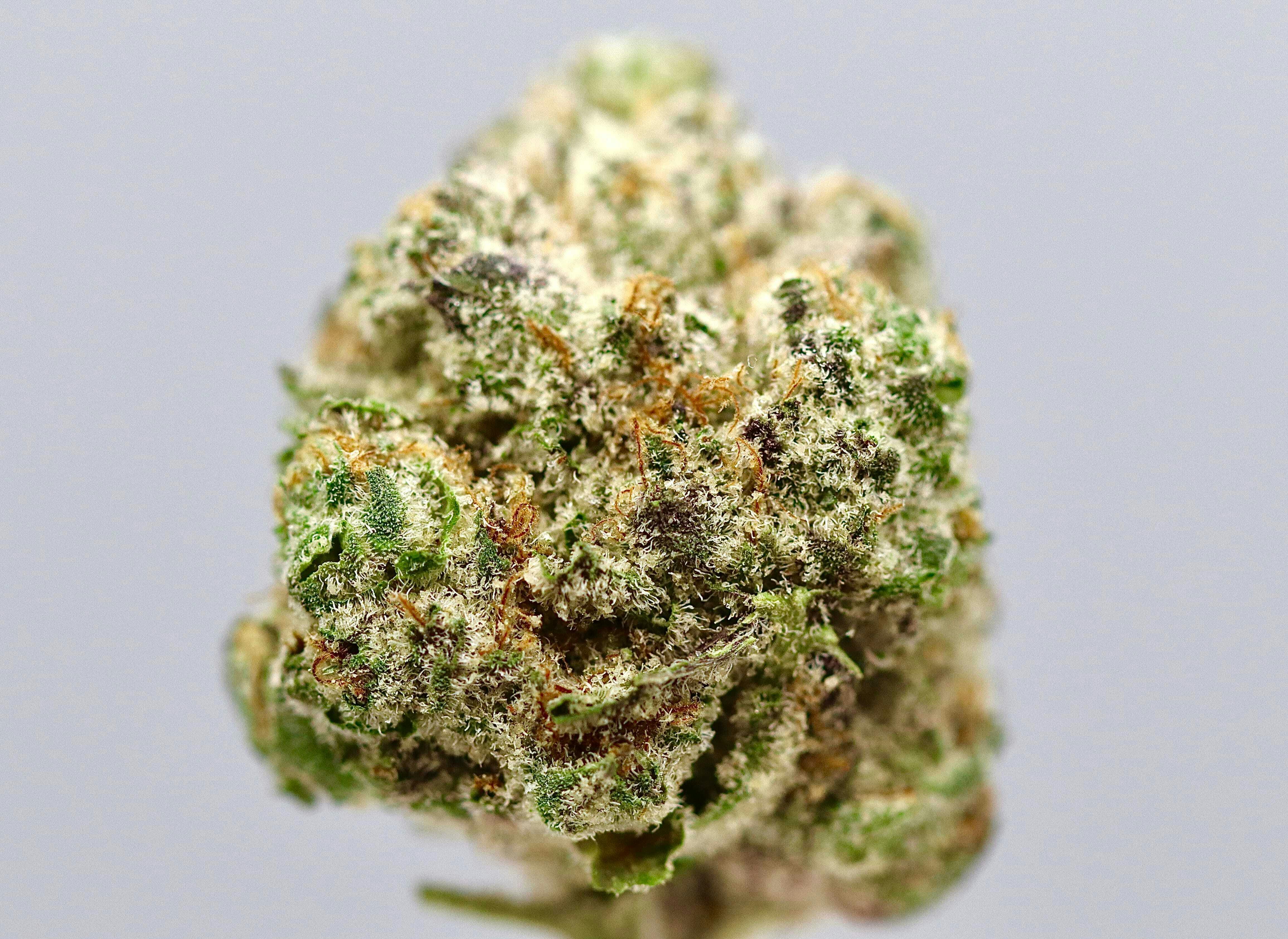 Revo Group - — Purple Crack