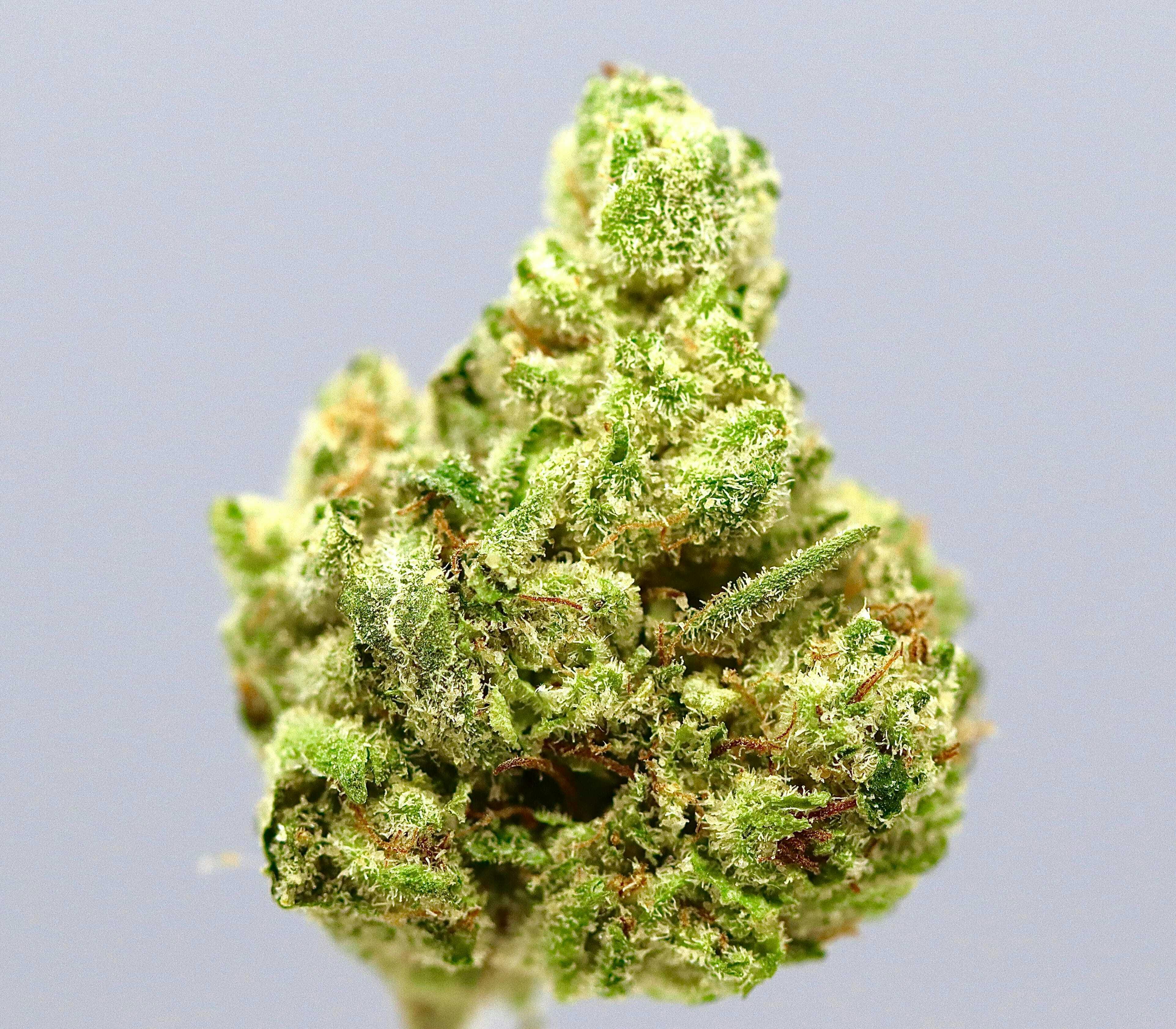 Revo Group - — Sour OG