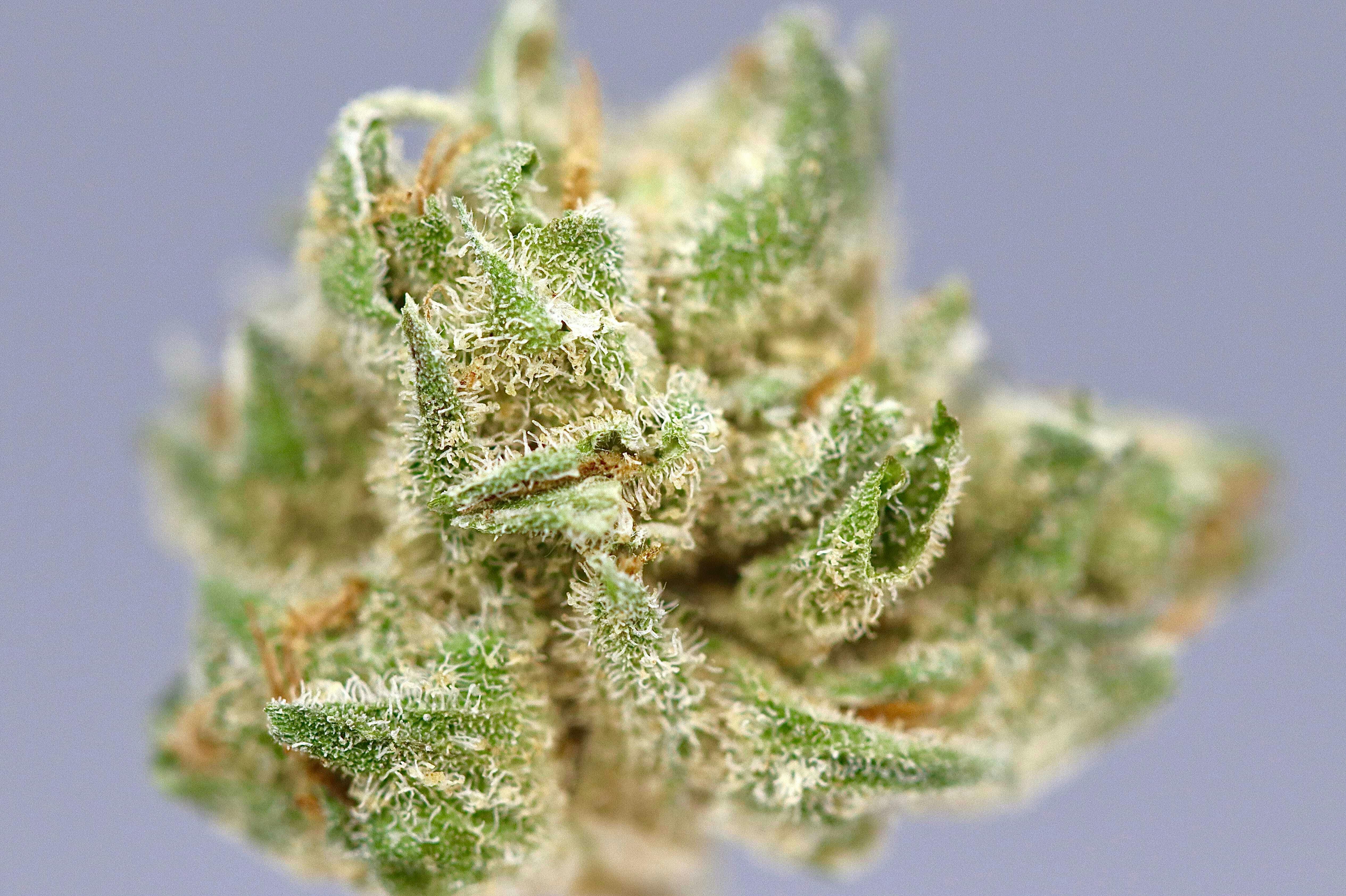 Revo Group -: Thin Mint Cookies