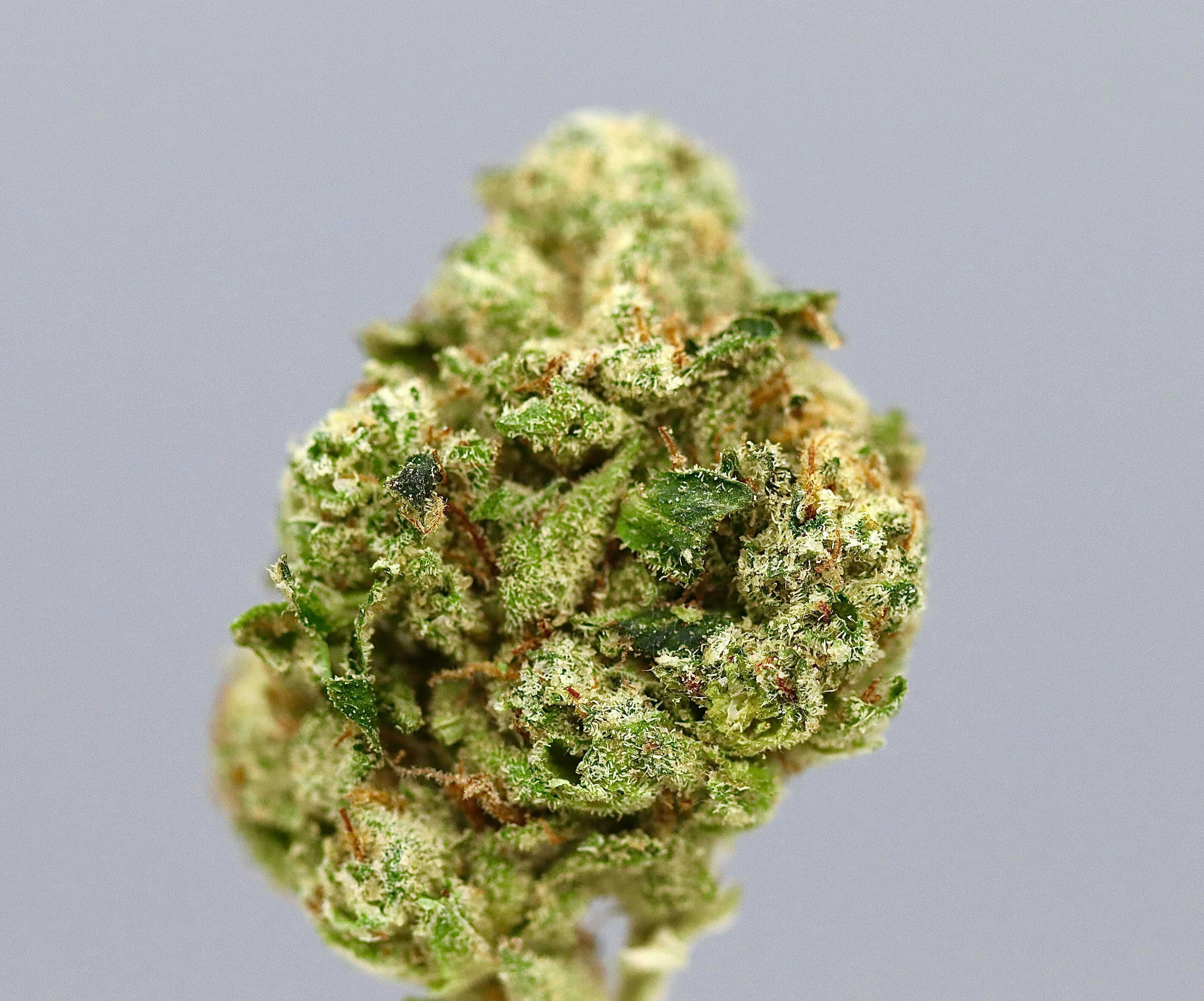 Revo Group - — Skywalker OG Med