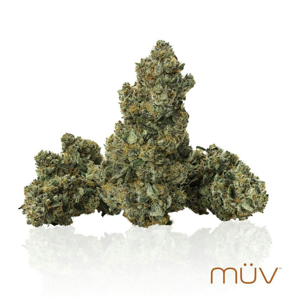 MÜV Gva Csqtos 7g