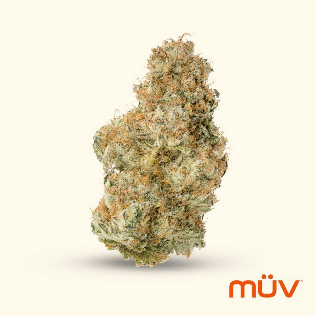 M V Gmo S1