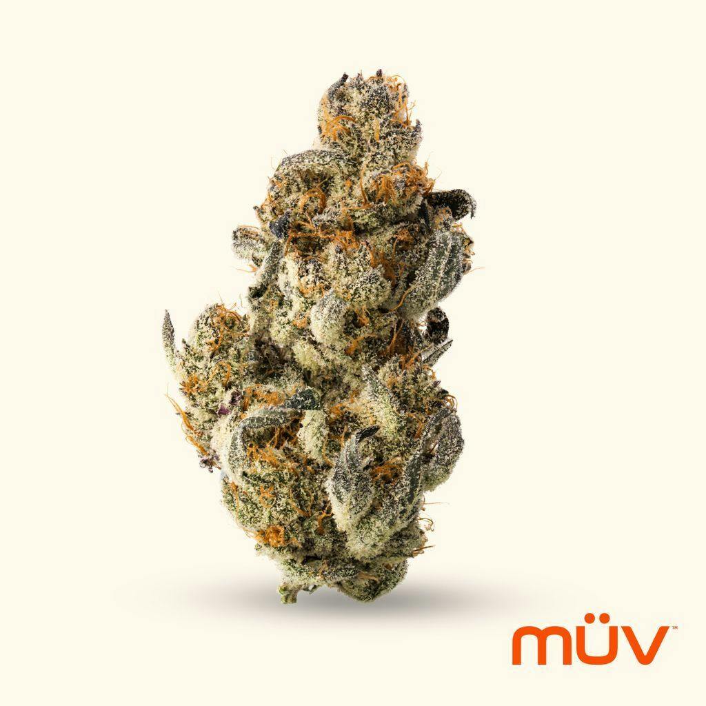 M V Silver Project