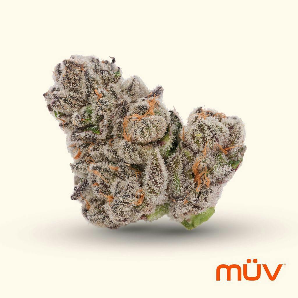 M V Glitter Bomb