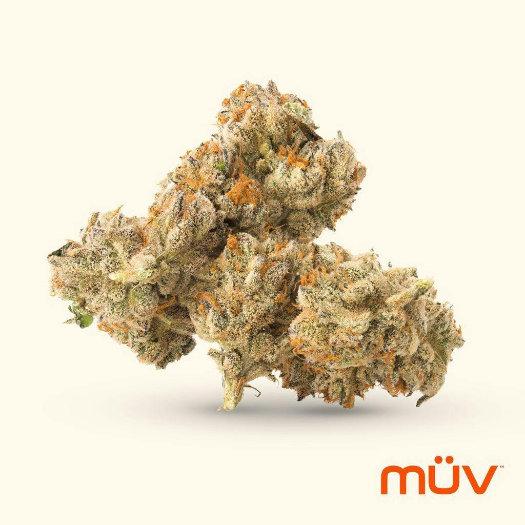 M V Georgia Pie x Gastro Pop