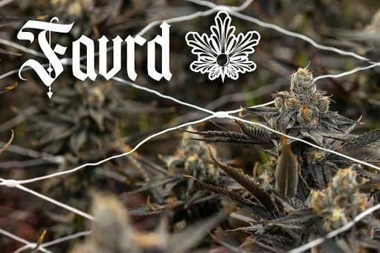 FAVRD - FROG POISON - 3.5G