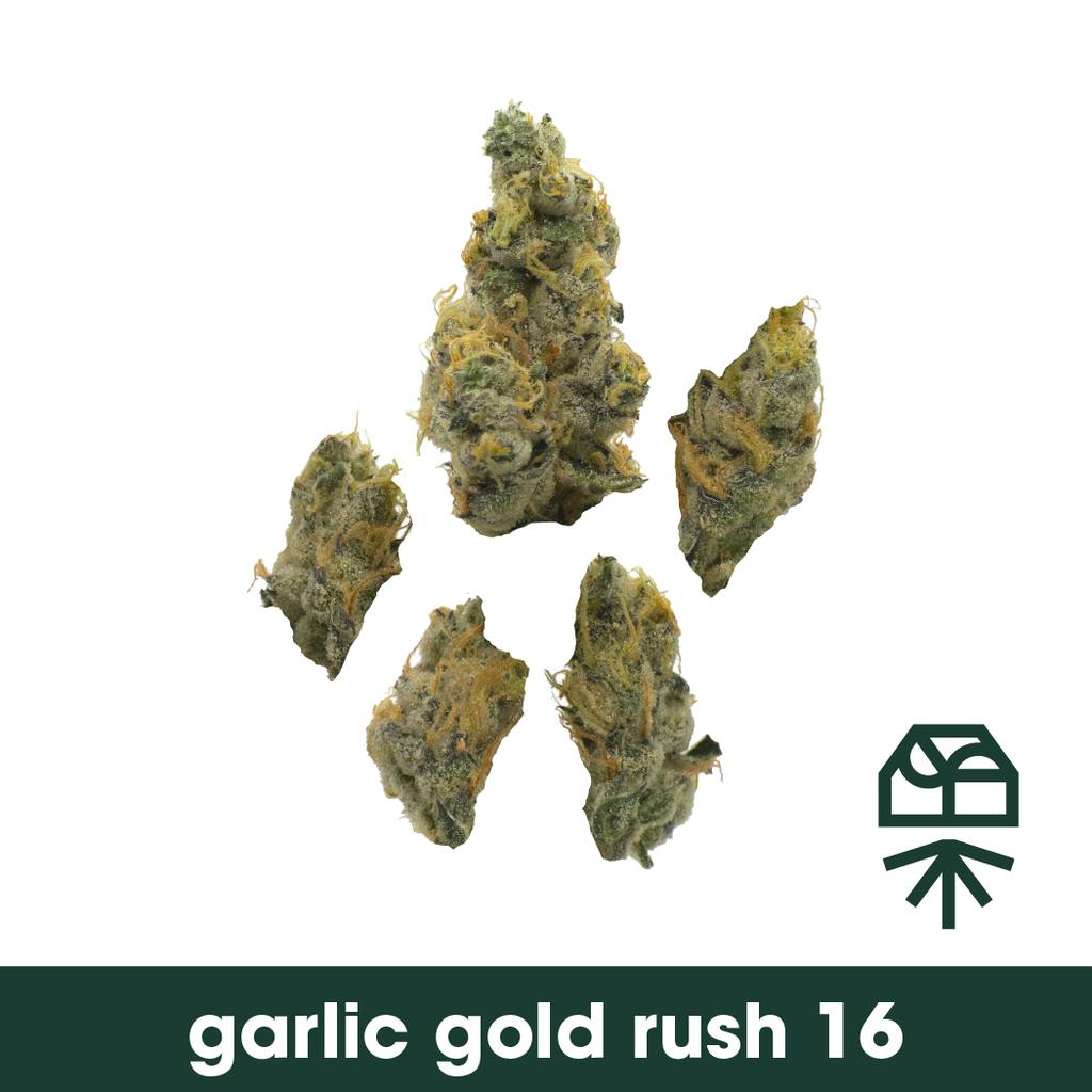 Garlic Gold Rush #16