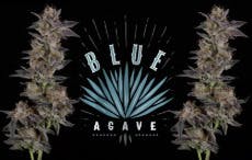 Cookies Blue Agave 3.5G Flower Bag (H)