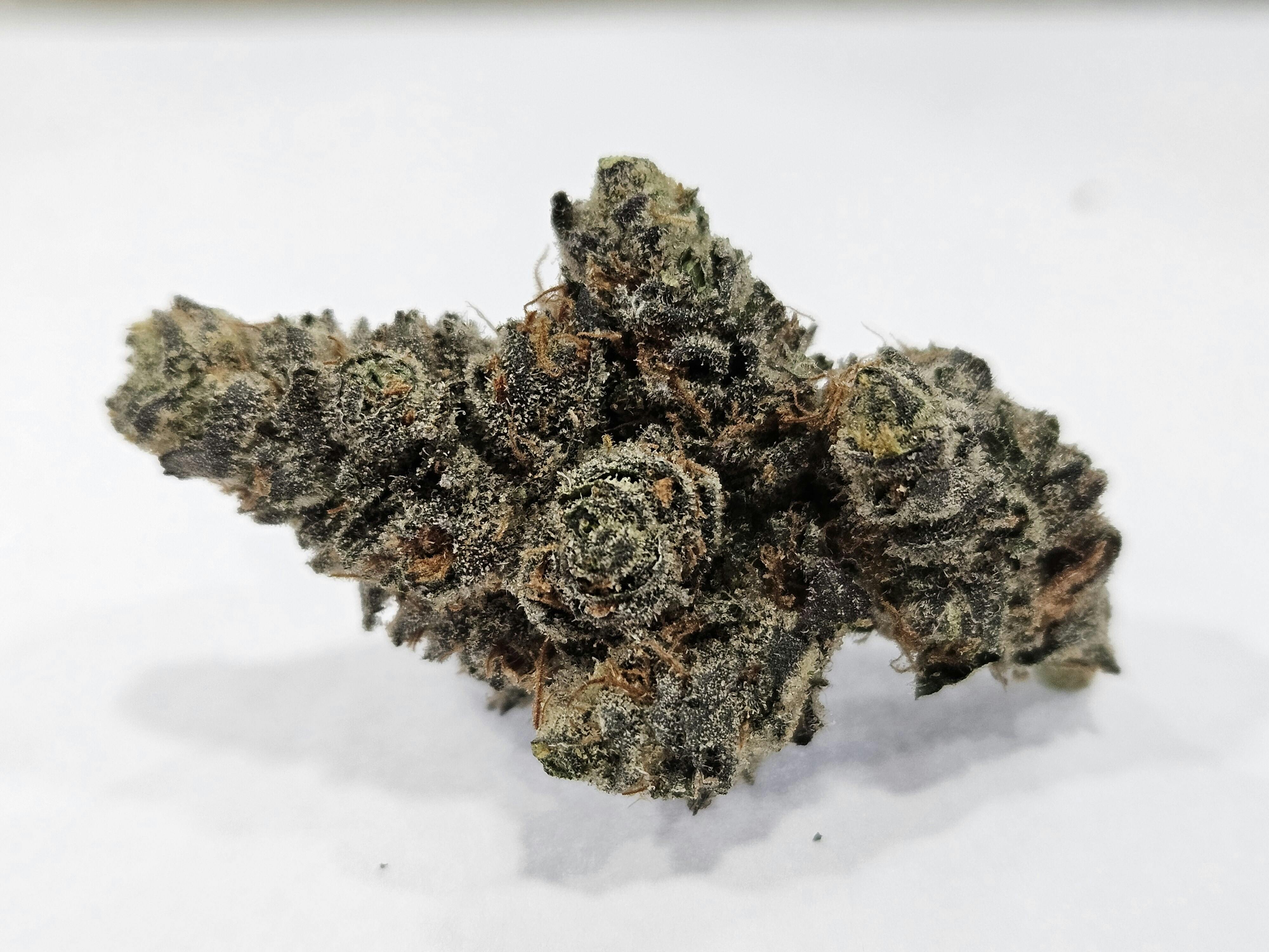 Hypothermic Huckleberry *H*