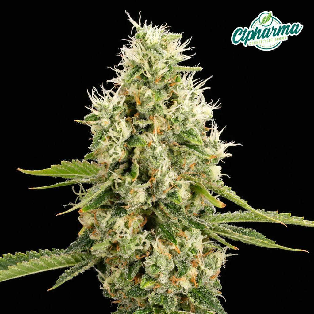 CTPharma Scout Breath 3.5g Flower