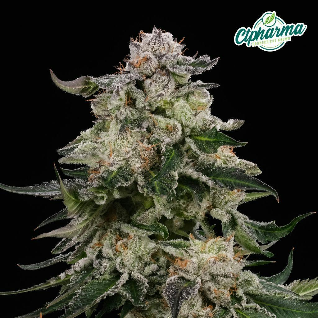 CTPharma Modified Haze 3.5g Flower