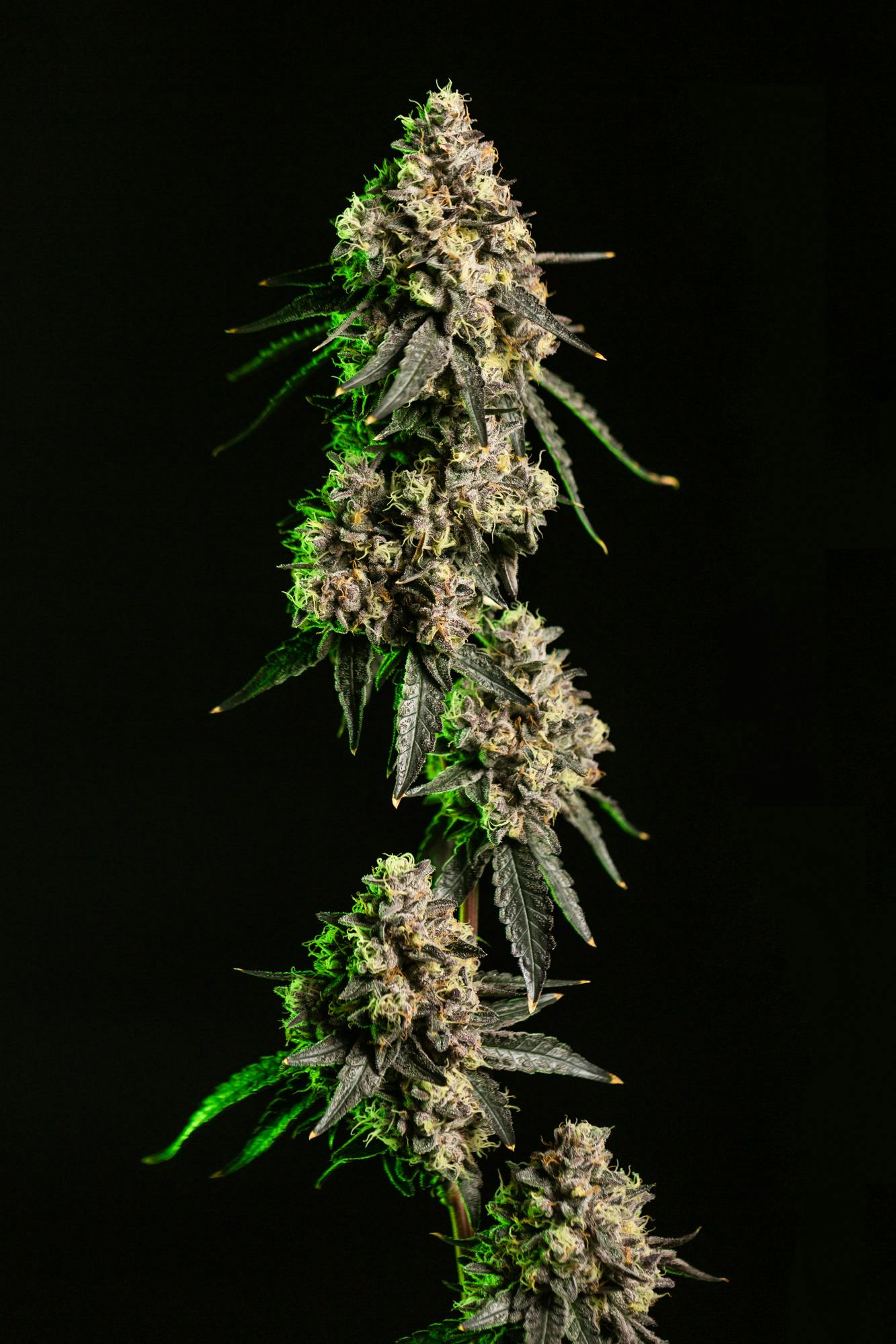 14g Smalls - Lemon Cherry Sherbert