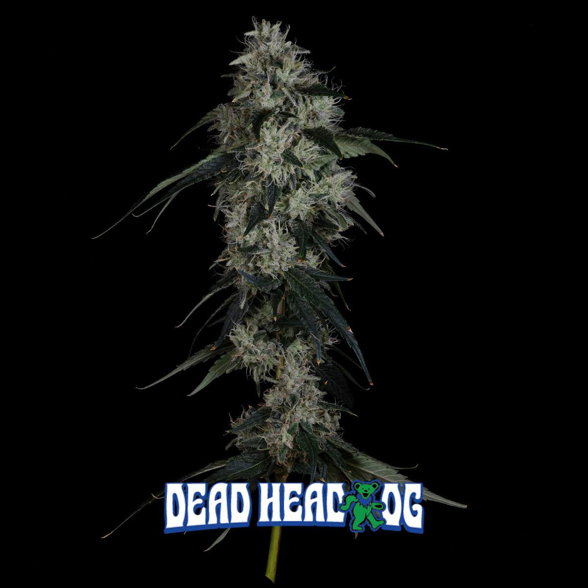 3.5g Flower - Dead Head OG