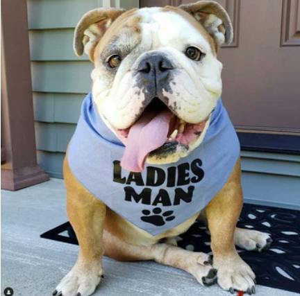 PET BANDANA | LADIES MAN | ONE SIZE