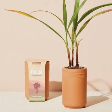 TERRACOTTA GROW KIT | FAN PALM - One Size