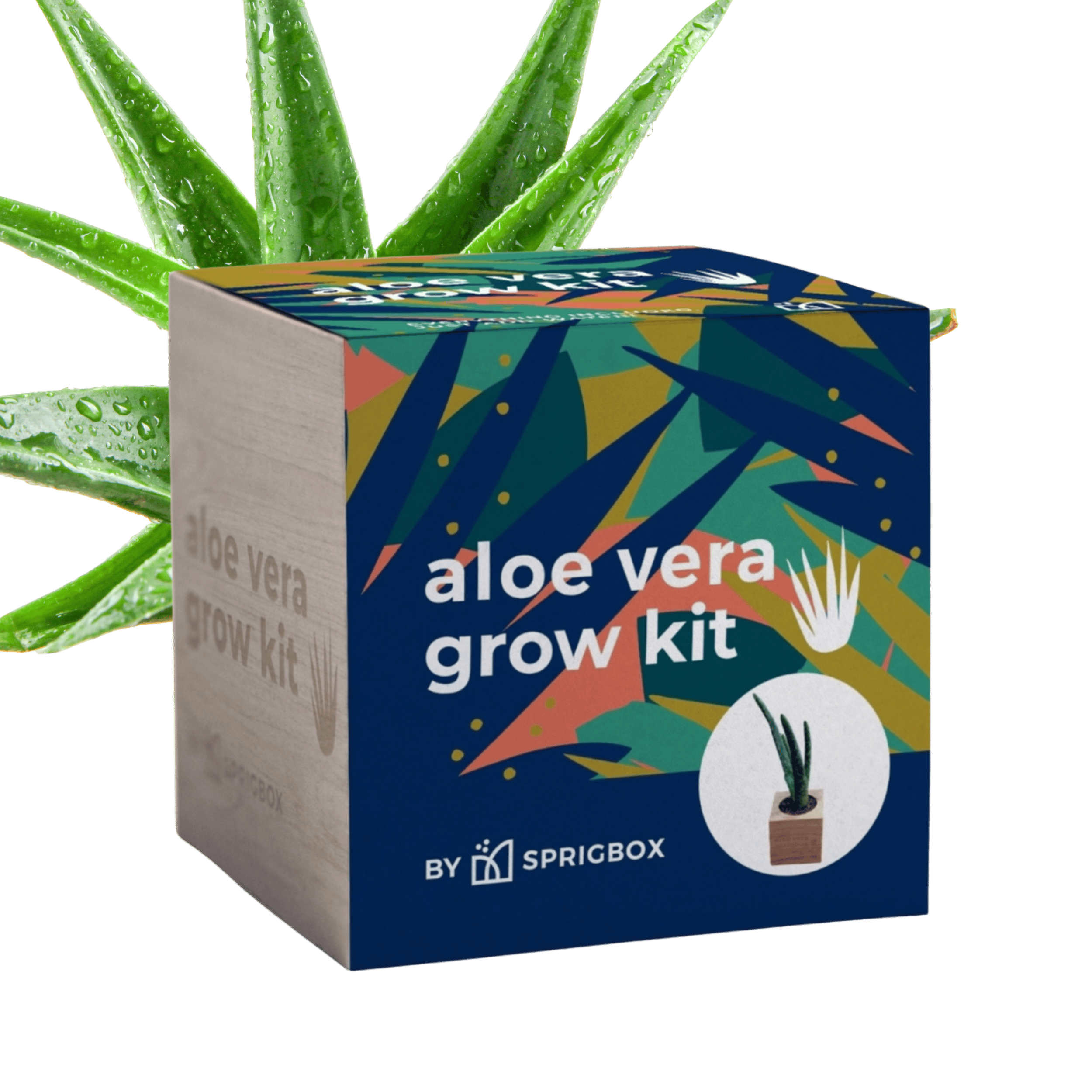 WOOD BOX GROW KIT | ALOE VERA