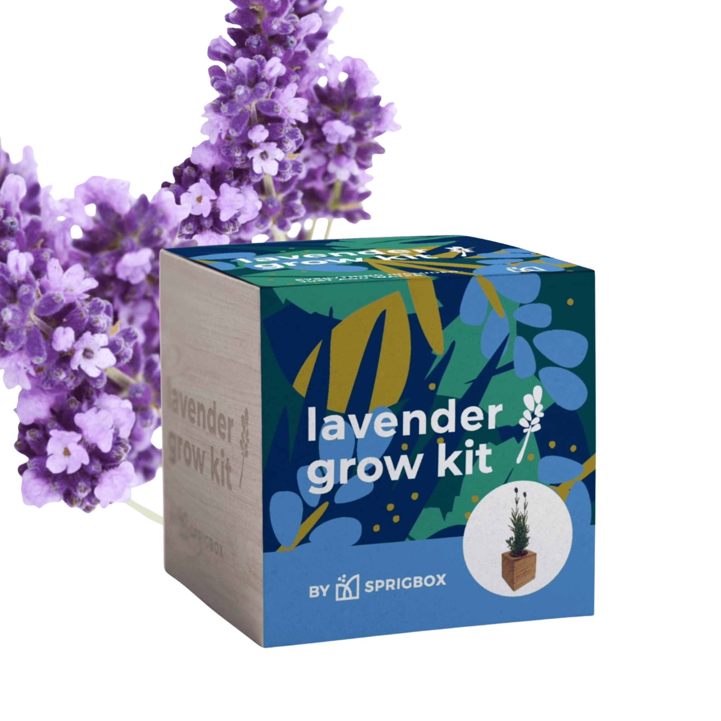 WOOD BOX GROW KIT | LAVENDER