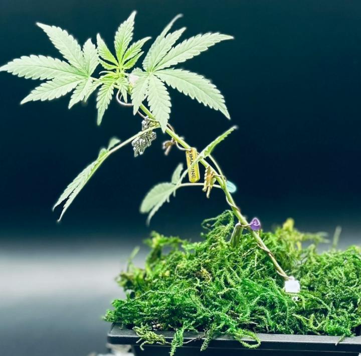 BONSAI HEMP GROWING KIT