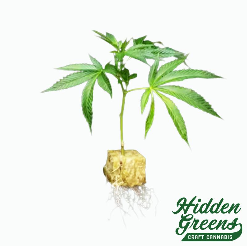 Clones Available! at Hidden Greens