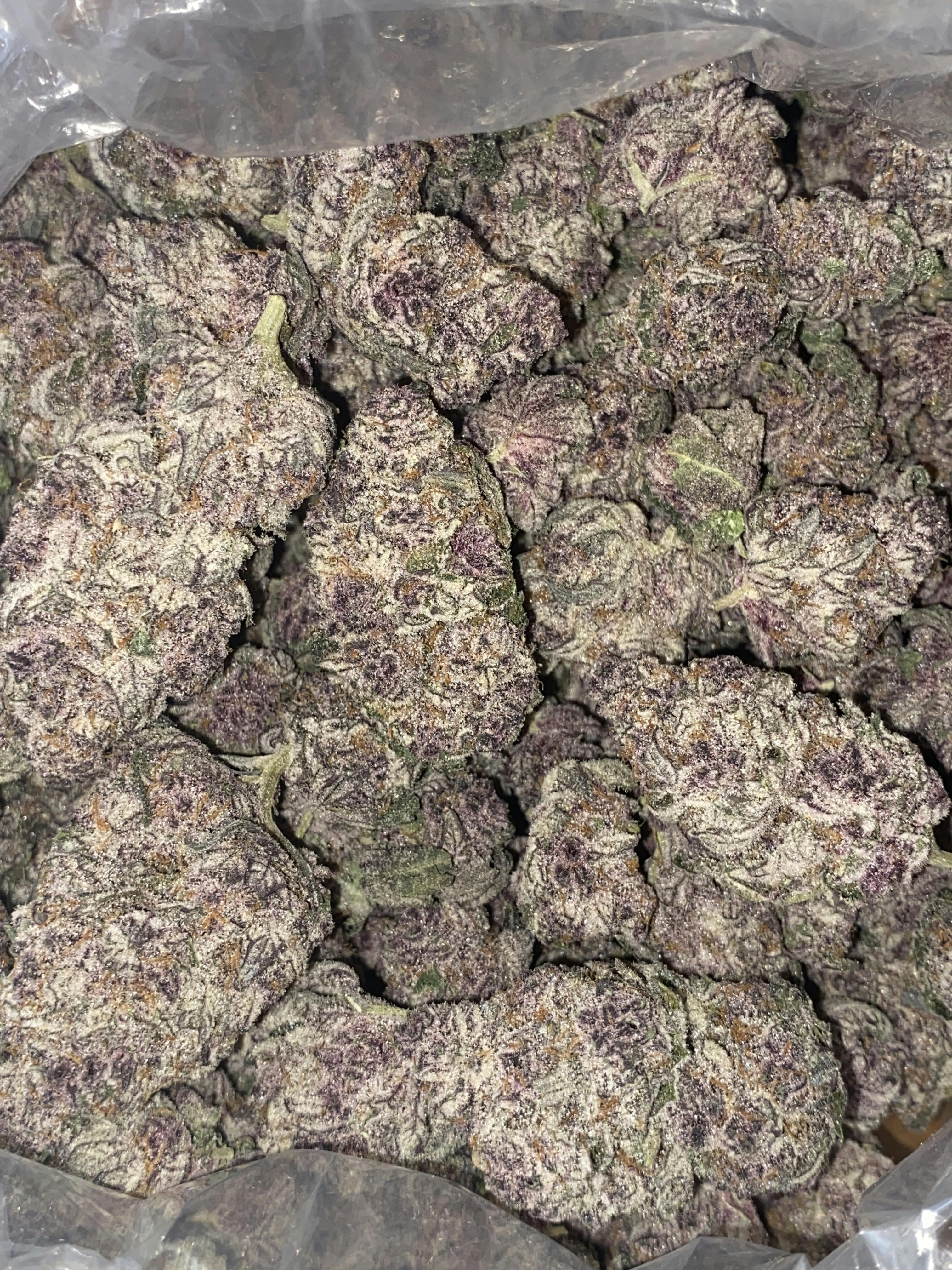 Miami Mami | Premium Flower